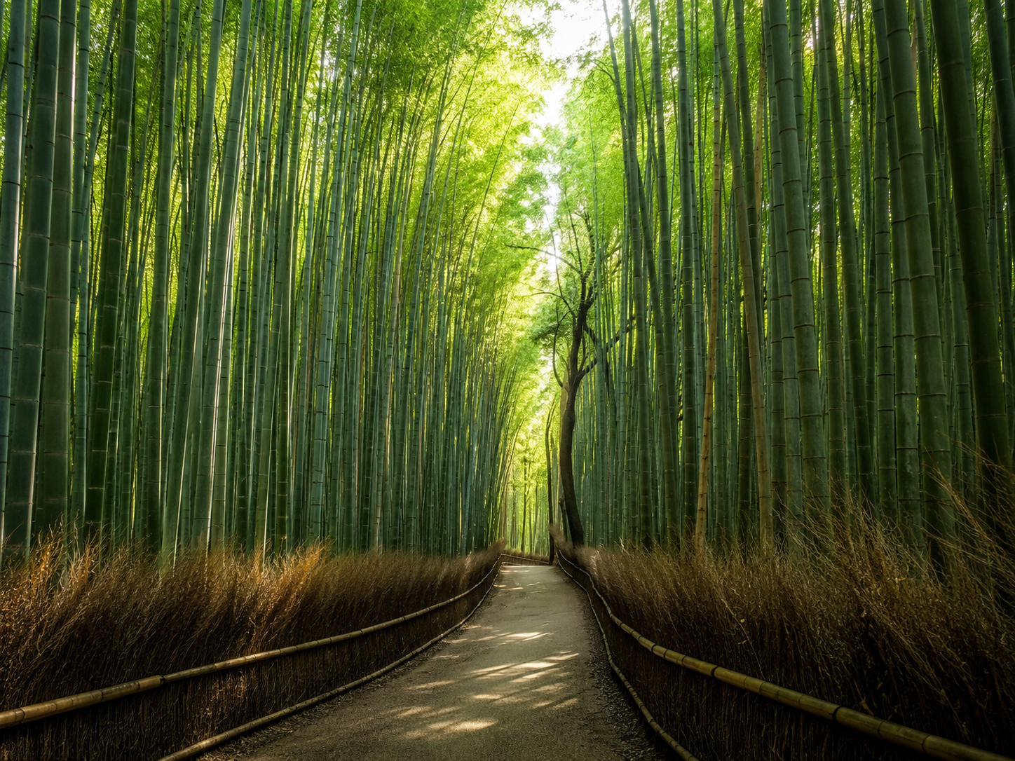 El bosque de bambú de Arashiyama transforma la luz y el sonido en una experiencia de calma y profundidad.